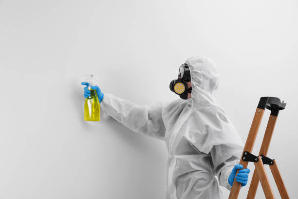  Orleans, VT Mold Removal Services Pros